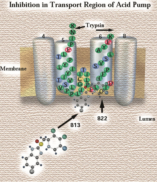 Mechanism of PPI section